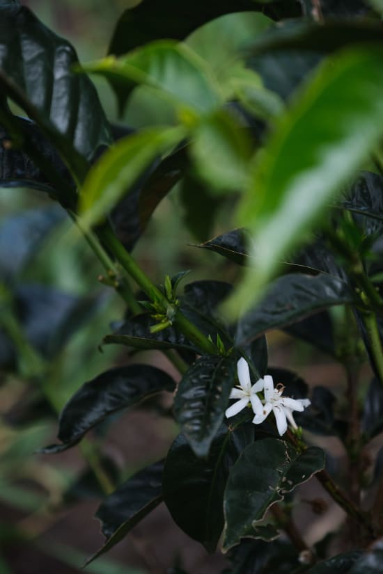 Colombia | Finca Juan Martin | Sidra Washed