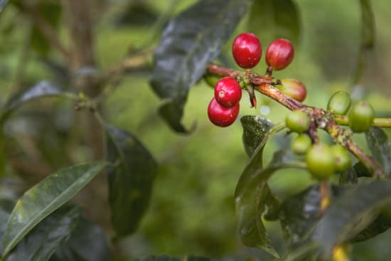 Colombia | Finca Juan Martin | Sidra Washed