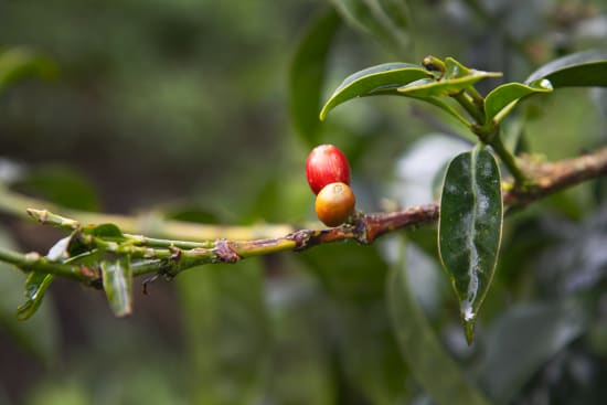 Colombia | Finca Juan Martin | Sidra Washed