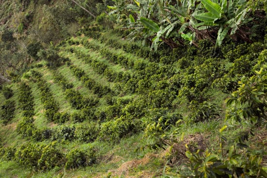 Colombia | Finca Juan Martin | Sidra Washed
