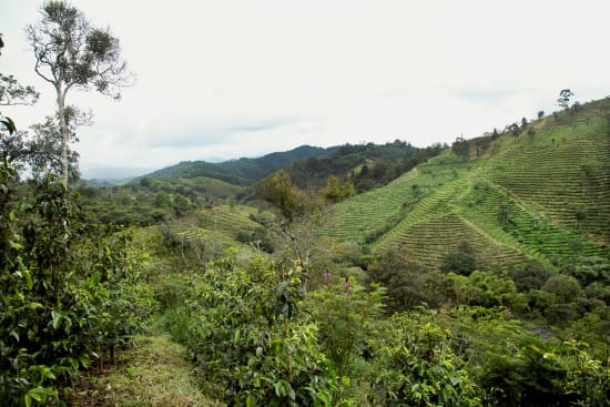 Colombia | Finca Juan Martin | Sidra Washed
