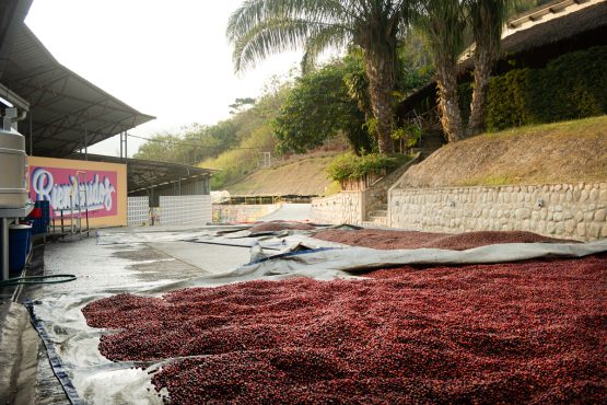 Bolivia | El Fuerte | Los Rodriguez | Java Coco Natural