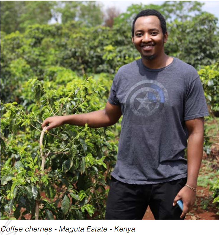 Kenya | Maguta Estate | SL28/SL34 | CM Super Natural
