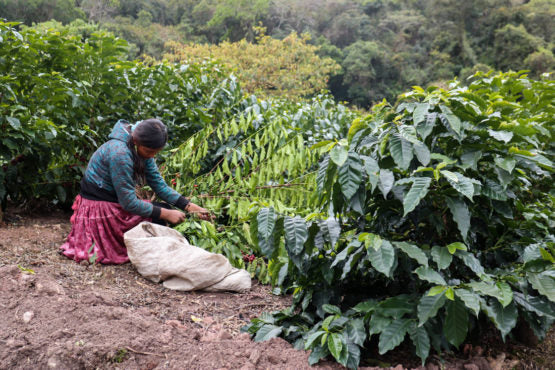 Bolivia | El Fuerte | Los Rodriguez | Java Coco Natural