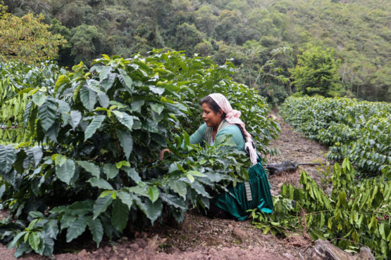 Bolivia | El Fuerte | Los Rodriguez | Java Coco Natural