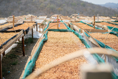 Peru | Finca El Palto | David Ojeda | Geisha Washed