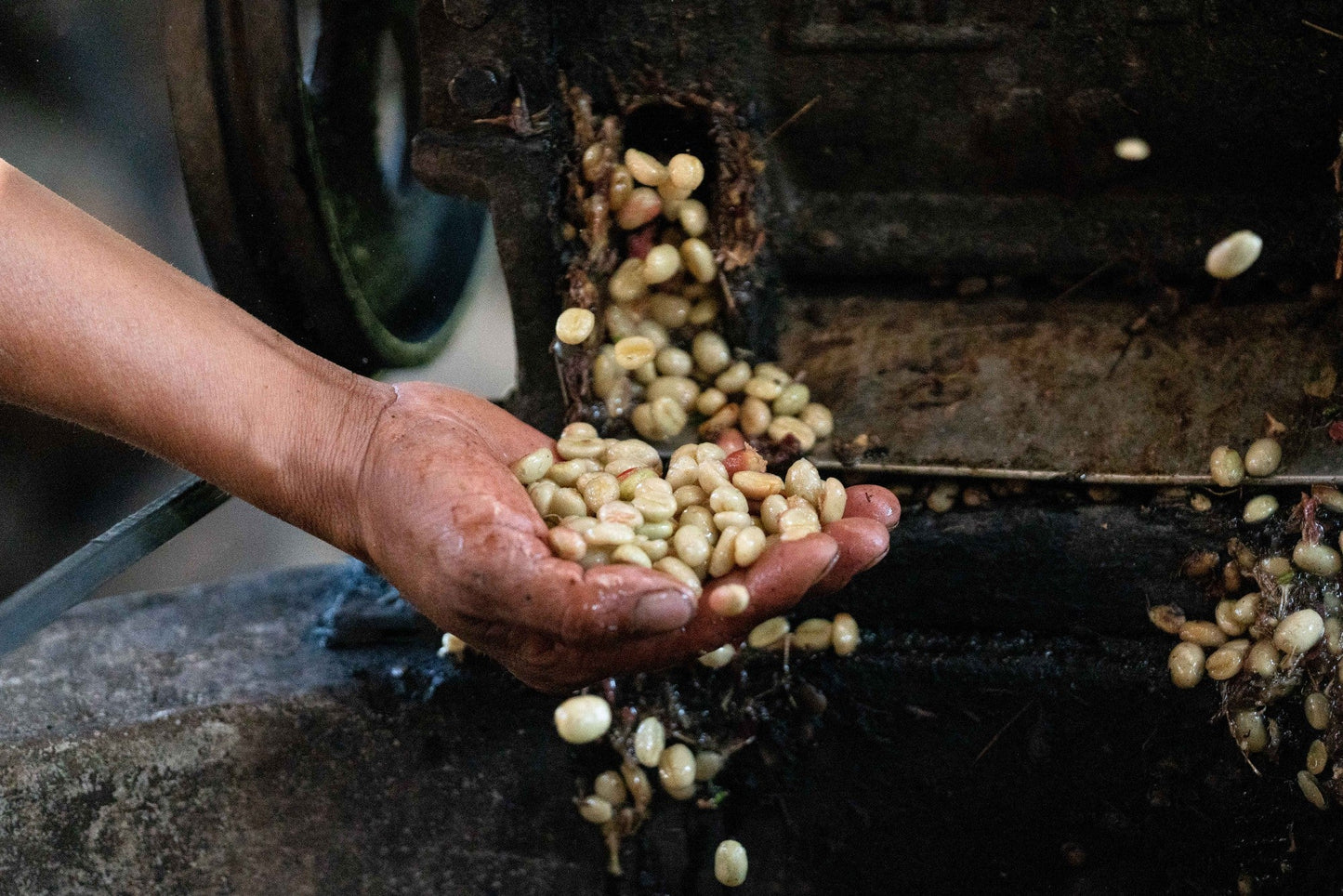 Peru | Finca El Palto | David Ojeda | Geisha Washed