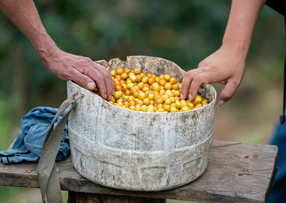 Peru | Finca El Palto | David Ojeda | Geisha Washed