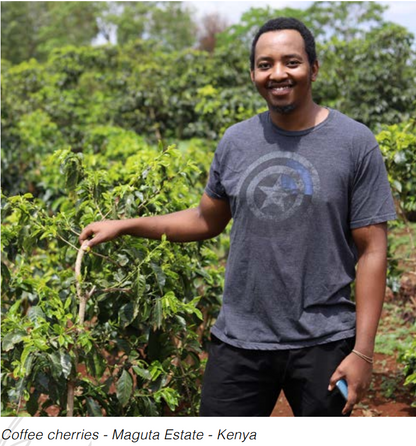 Kenya | Maguta Estate | SL28/SL34 | CM Super Natural